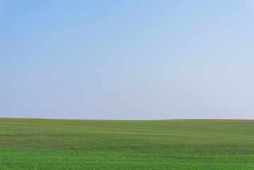 Fototapeta premium Green field with blue sky as background.
