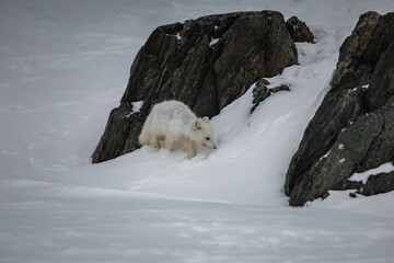 Lis polarny na południowym Spitsbergenie - obrazy, fototapety, plakaty