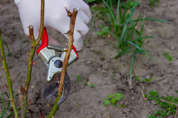 Close-up of gardeners in protective gloves with a garden pruner doing spring pruning of a rose bush.