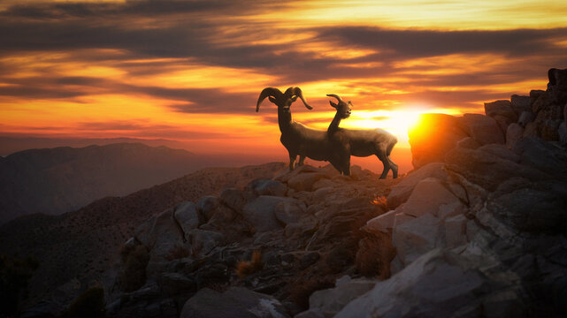Silhouette of two Big Horn sheep at Sunset, California, USA