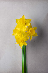 4 daffodils in light fine art style
