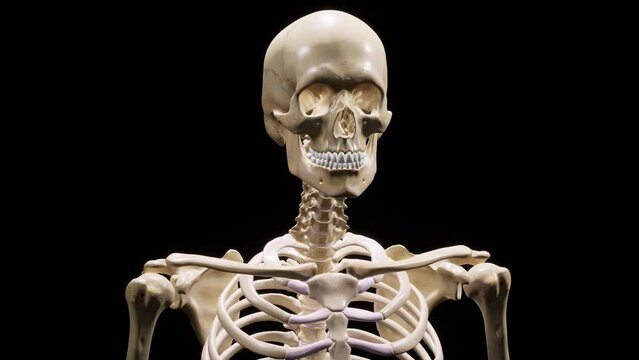 Detailed human Skeleton. 3d animation.