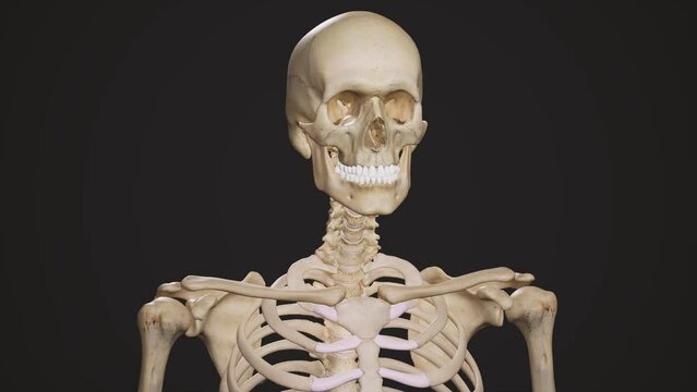 Detailed human Skeleton. 3d animation.