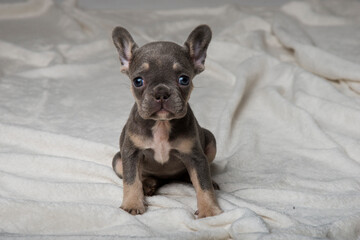 French Bulldog. Beautifull doggy