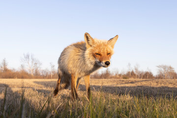キタキツネ 北海道 夕方 夕日 野生