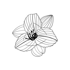 pencil-drawn black and white flower for the design of books, brochures, magazines, invitations
