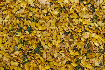 Colorful fallen leaves of apricot on the ground in mid November