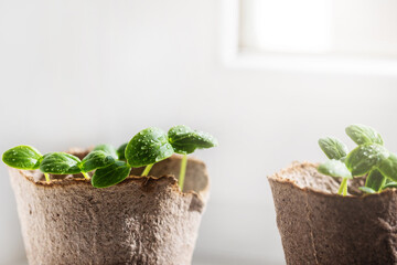young cucumber sprout close up