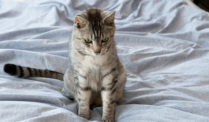 見つめる猫　サバトラ猫