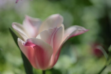 チューリップ