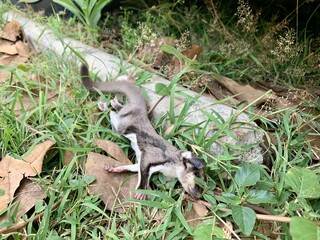  Dead squirrel falling from the tree.