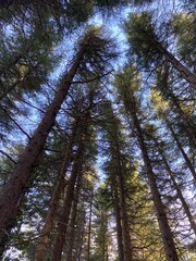 Obraz premium The forest