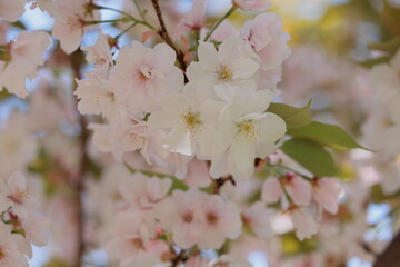 桜

