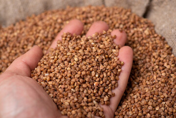 Hand of a man holding buckwheat grain in hand. Harvest of buckwheat cereal concept