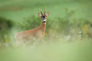 Naklejka na ściany i meble Side view of roe deer, capreolus capreolus, buck standing on a meadow with blooming flowers in summer nature. Male mammal with orange fur and antlers watching around in green environment.