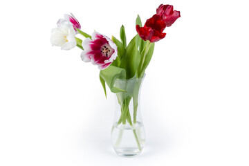 Bouquet of multicolored tulips in glass flower vase with water