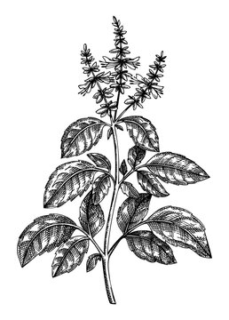 Holy Basil. Adaptogenic plant botanical sketch. Hand-sketched Holy Basil illustration. Great for traditional medicine, cosmetology, Ayurveda, clinical research design. Natural adaptogen drawing