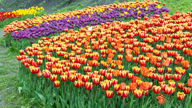 Many different colors of tulips. Background image of a nature landscape with spring flowers.