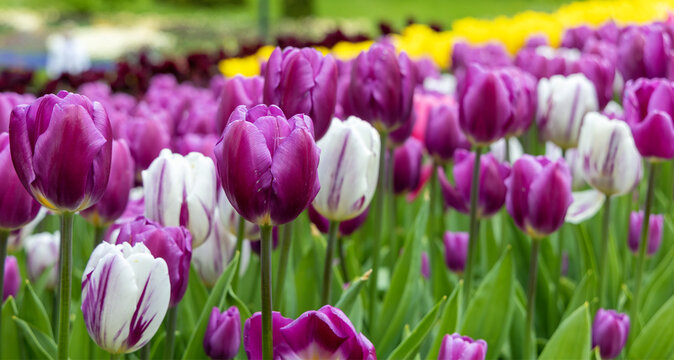 Purple tulip flowers. Background image of nature with beautiful spring flowers.
