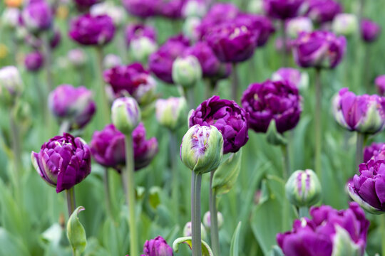 Purple tulip flowers. Background image of nature with beautiful spring flowers.