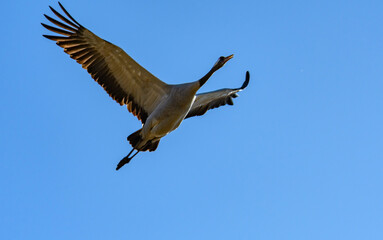 crane, ( grus gurs) flying over lake hornborgasjoen in sweden