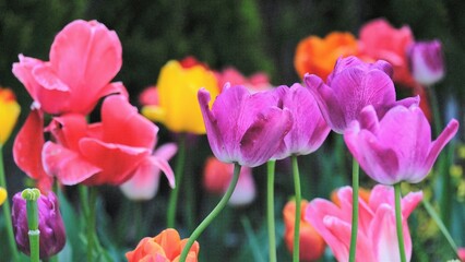 Obraz premium tulips in spring