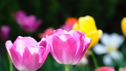 pink and yellow tulips