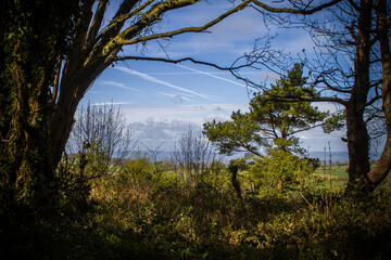Obraz na płótnie Canvas View from forest to a valley with blue sky.