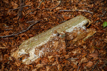 Rotten wooden log sat in a bed of brown leaves in the forest