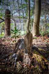 Old tree stump in forest juxtaposed with new growth