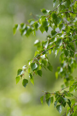 Fototapeta na wymiar Silver birch tree leaves in spring sunshine