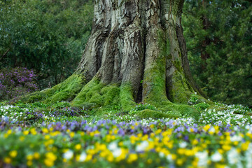 magiczne drzewo, łąka z małymi wiosennymi kwiatami, kwietnik z wiosennymi dzikimi kwiatami i potężnym drzewem w tle, 