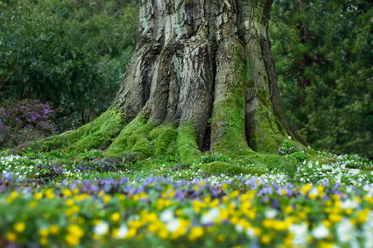 Fototapeta magiczne drzewo, łąka z małymi wiosennymi kwiatami, kwietnik z wiosennymi dzikimi kwiatami i potężnym drzewem w tle, 