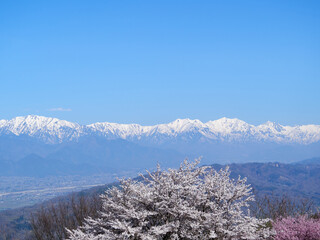 4月（春） 長峰山山頂から見る雪の北アルプスと桜 長野県安曇野市