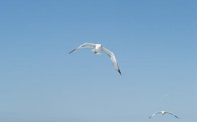 White seagulls fly in the blue sunny sky above the crystal blue sea.