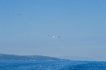 Fototapeta na wymiar White seagulls fly in the blue sunny sky above the crystal blue sea.