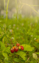 Wild strawberries ripen under the rays of the morning sun