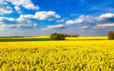 Obraz premium Rapeseed field