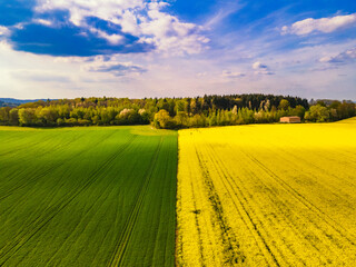 Fototapeta premium Field with rape flowers in France