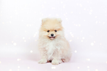 Cute pomeranian puppy on a pink background.