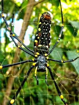 The yellow garden spider on the web