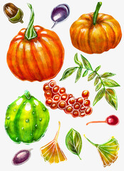 Set of plants and fruits of pumpkin and berries. Watercolor drawing. Acorns, leaves, stems, viburnum, plums.