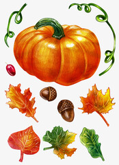 Set of plants and fruits of pumpkin and berries. Watercolor drawing. Acorns, leaves, stems and fruits.