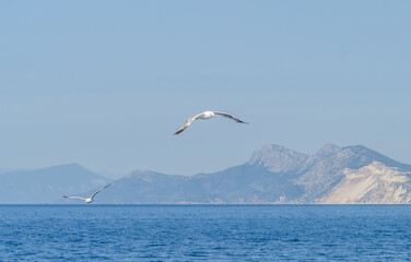 Fototapeta na wymiar White seagulls fly in the blue sunny sky above the crystal blue sea.