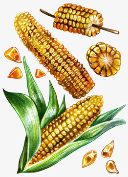 Ripe ear of corn with leaves and ears of sweet corn, grilled vegetables, young corn, vegetables, healthy food, isolated, hand drawn watercolor illustration on white background