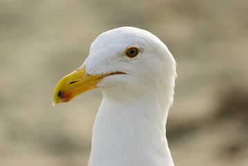 Extreme closeup of a white seagull on a California beach
