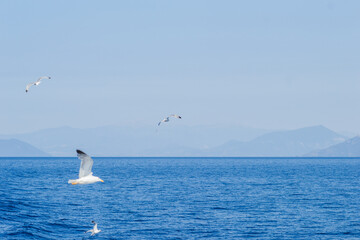 Obraz premium White seagulls fly in the blue sunny sky above the crystal blue sea.