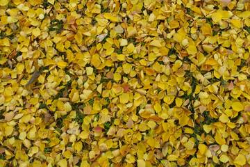 Red and yellow fallen leaves of apricot on the ground in mid November