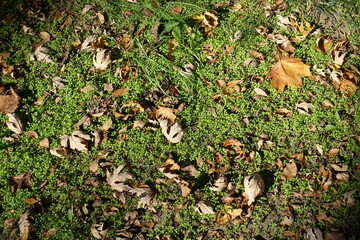 Greenery covered with dry brown fallen leaves of maple in October