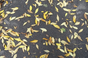 Background - fallen leaves of ash tree on wet asphalt in October